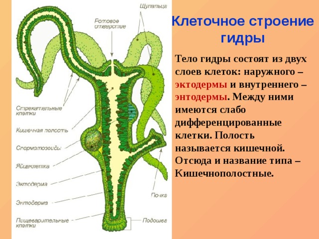 Kra21.at